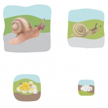 Snail Growth Puzzle