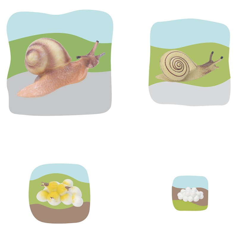 Schnecke Wachstumspuzzle Schnecke Wachstumspuzzle