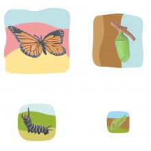 Schmetterling Wachstumspuzzle