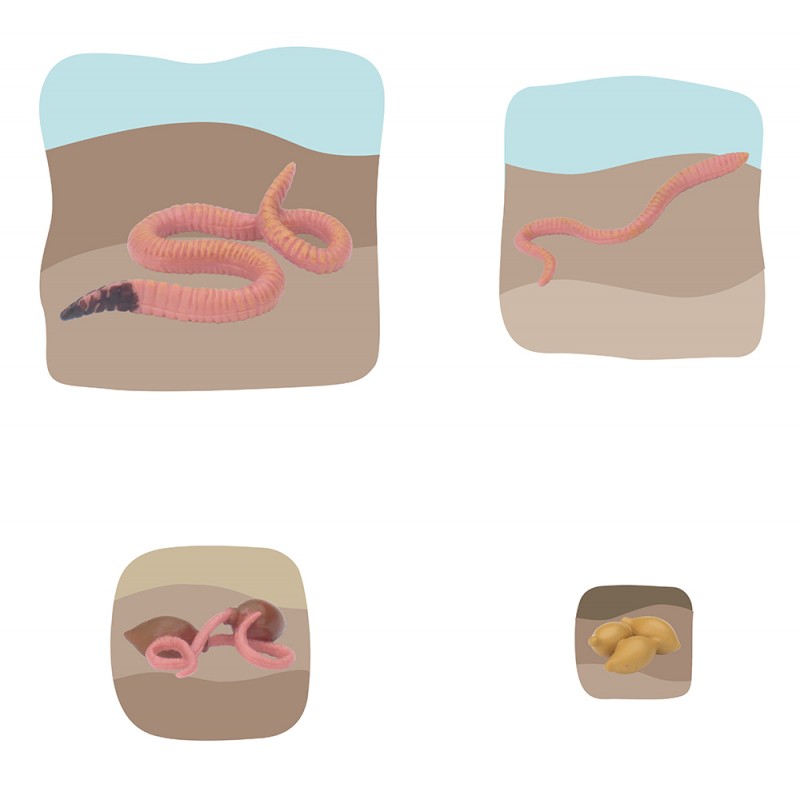 Regenwurm Wachstumspuzzle Regenwurm Wachstumspuzzle