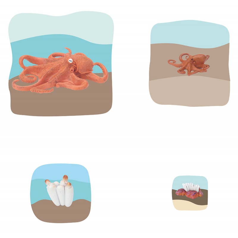 Oktopus Wachstumspuzzle Oktopus Wachstumspuzzle