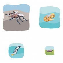 Mücke Wachstumspuzzle