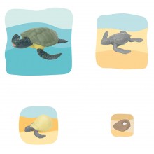 Meeresschildkröte Wachstumspuzzle