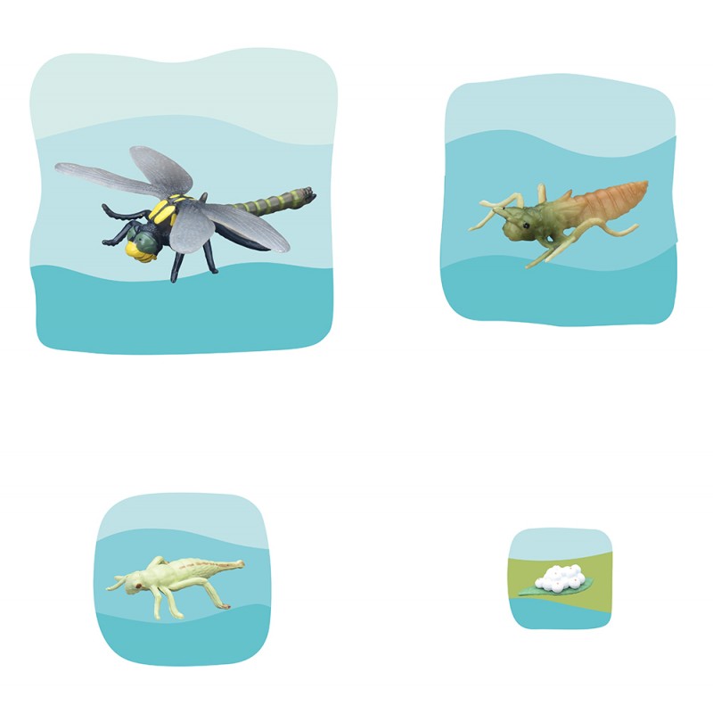 Libelle Wachstumspuzzle Libelle Wachstumspuzzle