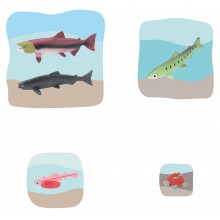 Lachs Wachstumspuzzle