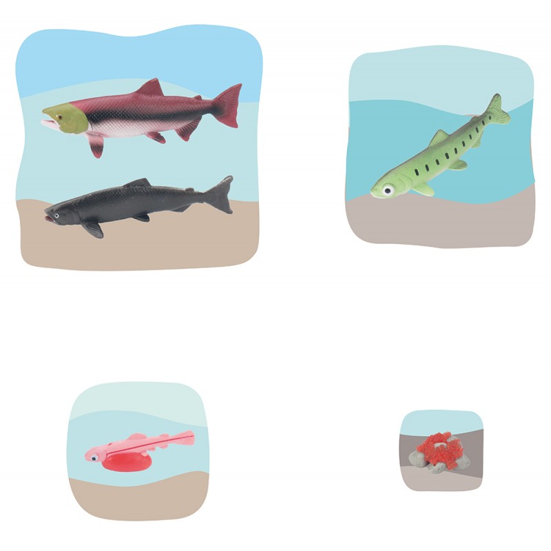 Lachs Wachstumspuzzle Lachs Wachstumspuzzle