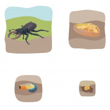 Hirschkäfer Wachstumspuzzle