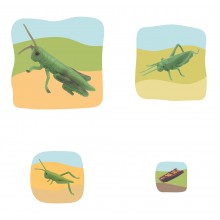 Heuschrecke Wachstumspuzzle - Lagenpuzzle