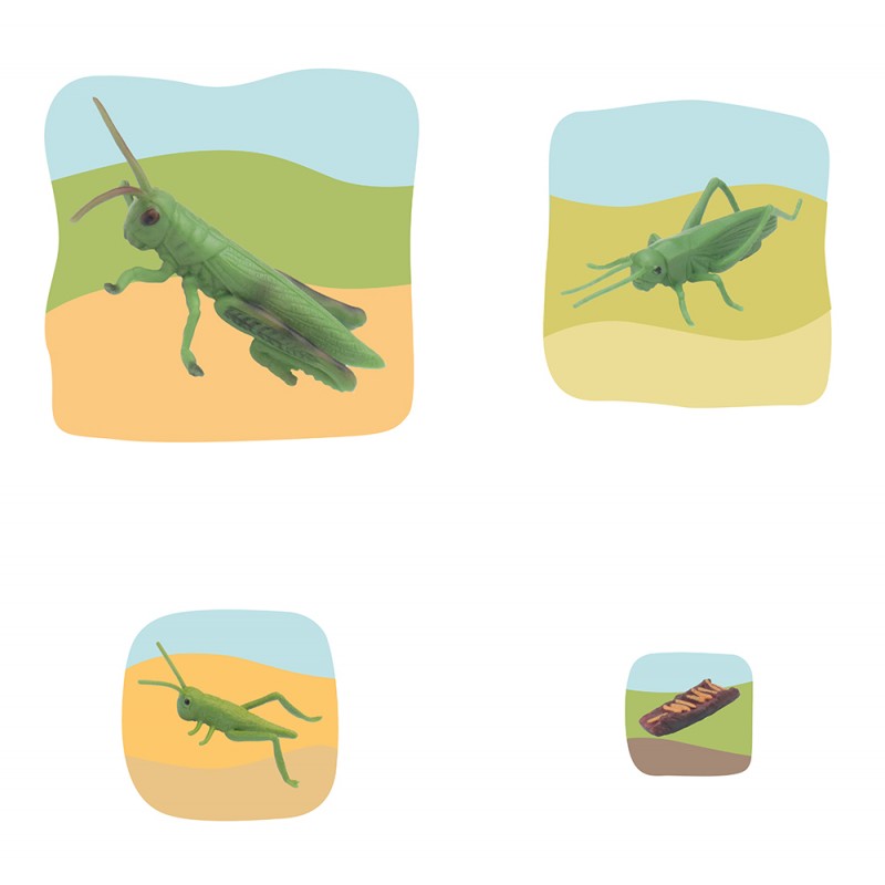 Heuschrecke Wachstumspuzzle - Lagenpuzzle
