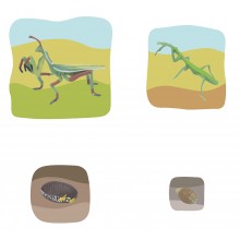 Gottesanbeterin Wachstumspuzzle - Lagenpuzzle