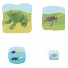 Frosch Wachstumspuzzle