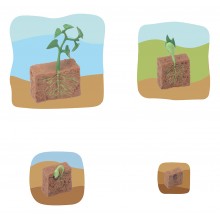 Bohnenpflanze Wachstumspuzzle - Lagenpuzzle