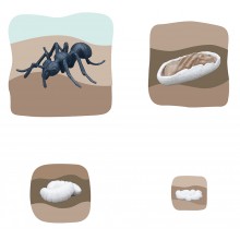 Ameise Wachstumspuzzle - Lagenpuzzle