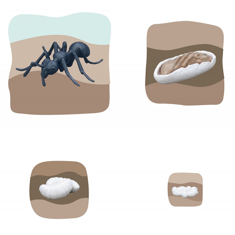 Ameise Wachstumspuzzle Ameise Wachstumspuzzle