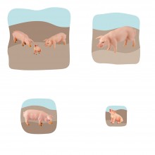 Schwein Familie Wachstumspuzzle