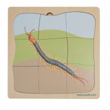 Tausendfüßler Wachstumspuzzle