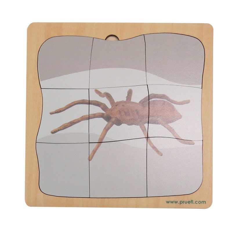 Spinne Wachstumspuzzle Spinne Wachstumspuzzle