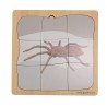 Spinne Wachstumspuzzle Spinne Wachstumspuzzle