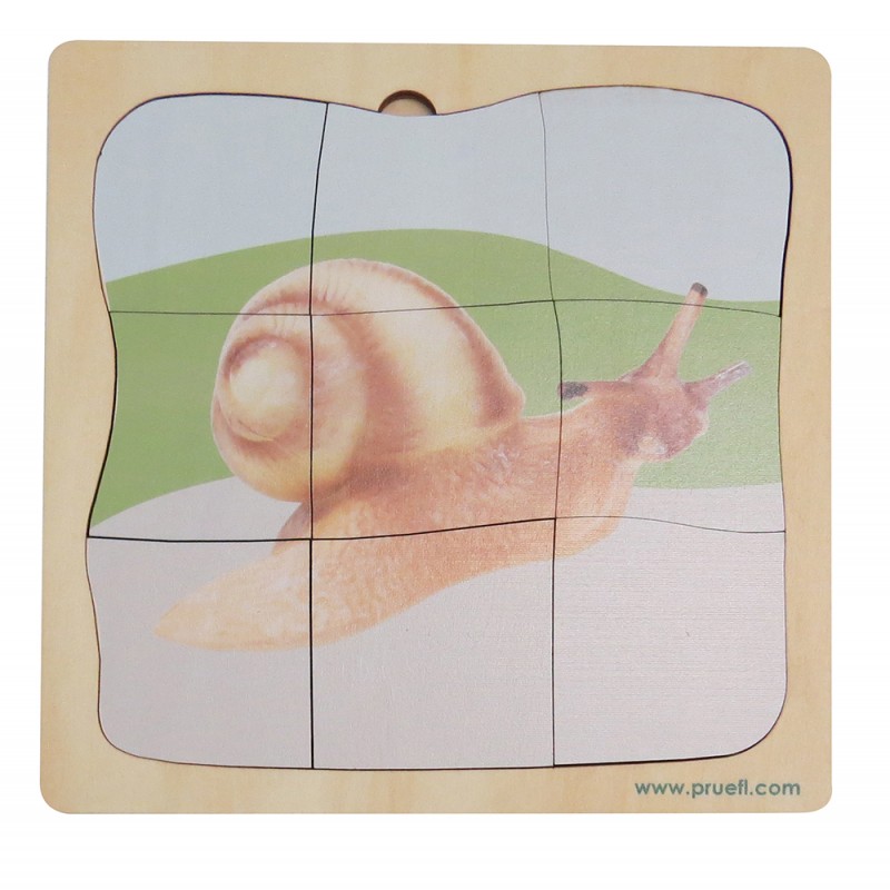 Schnecke Wachstumspuzzle Schnecke Wachstumspuzzle