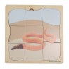 Earthworm Growth Puzzle
