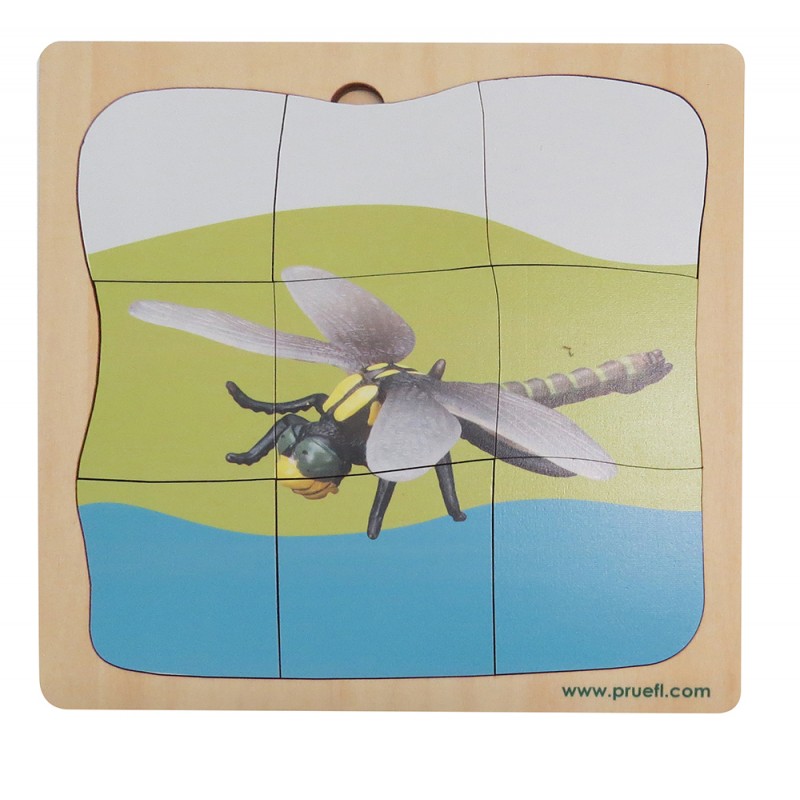 Dragonfly Growth Puzzle