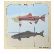 Lachs Wachstumspuzzle