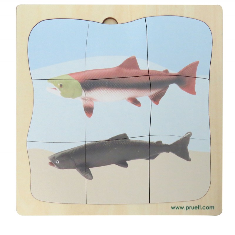 Lachs Wachstumspuzzle Lachs Wachstumspuzzle