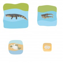 Krokodil Wachstumspuzzle