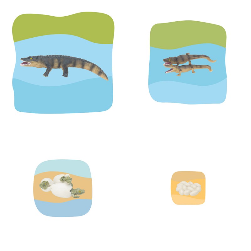 Krokodil Wachstumspuzzle Krokodil Wachstumspuzzle