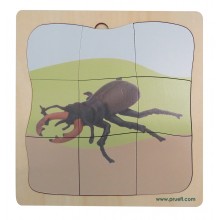 Hirschkäfer Wachstumspuzzle