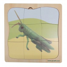 Heuschrecke Wachstumspuzzle