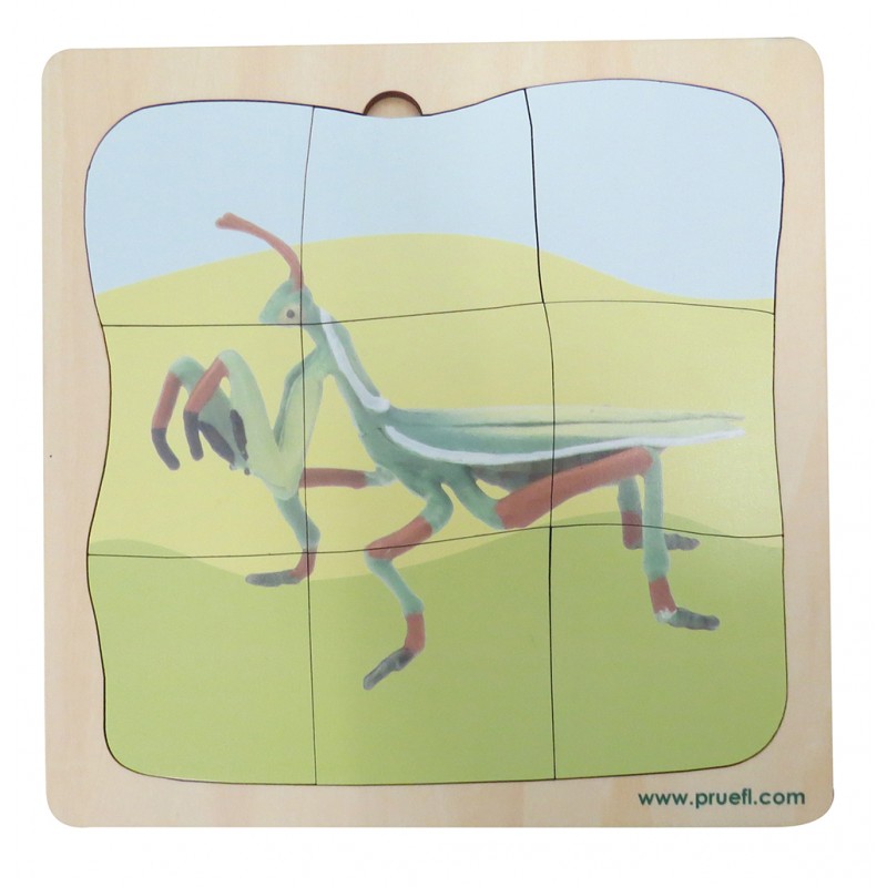 Gottesanbeterin Wachstumspuzzle Gottesanbeterin Wachstumspuzzle