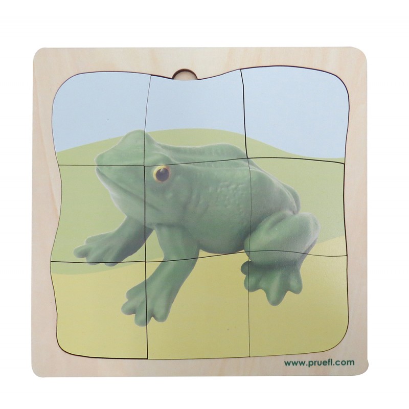 Frosch Wachstumspuzzle Frosch Wachstumspuzzle