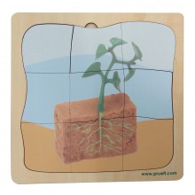 Bohnenpflanze Wachstumspuzzle - Lagenpuzzle