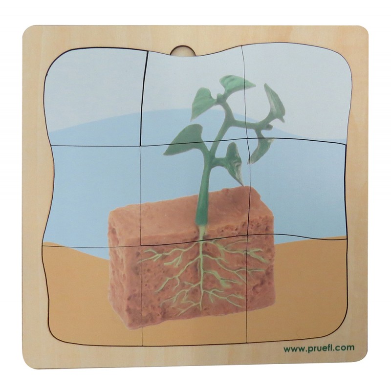 Bohnenpflanze Wachstumspuzzle Bohnenpflanze Wachstumspuzzle