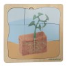 Bohnenpflanze Wachstumspuzzle - Lagenpuzzle Bohnenpflanze Wachstumspuzzle - Lagenpuzzle