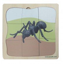 Ameise Wachstumspuzzle