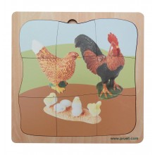 Chicken Family Growth Puzzle