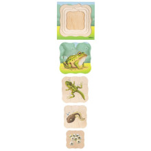 Wachstumspuzzle Frosch