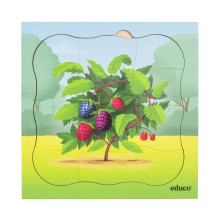 Growth puzzle blackberry bush