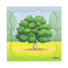 Growth puzzle oak