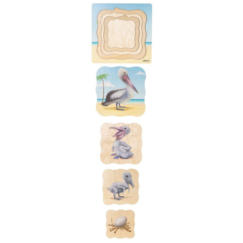 Growth Puzzle Pelican
