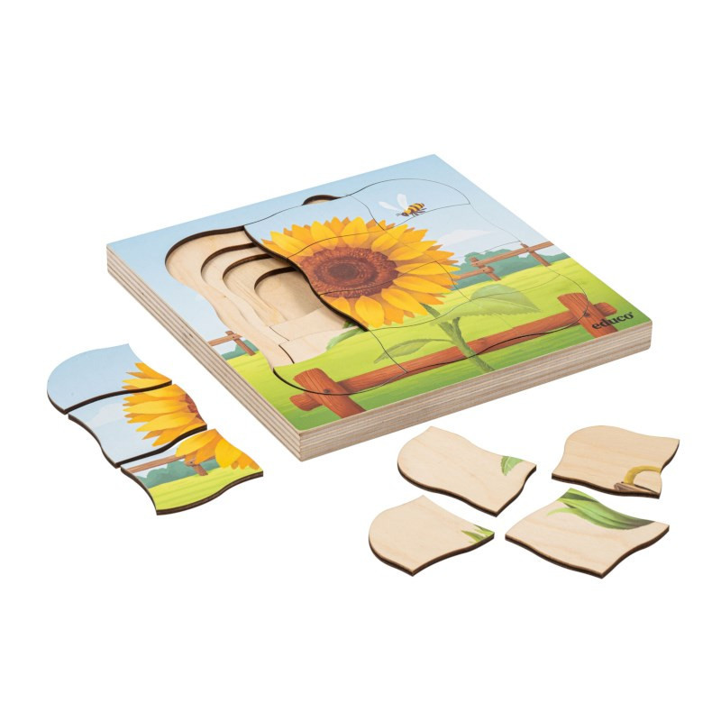 Wachstumspuzzle Sonnenblume