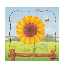 Wachstumspuzzle Sonnenblume