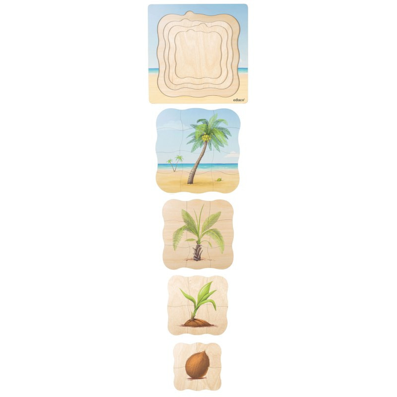 Wachstumspuzzle Kokospalme