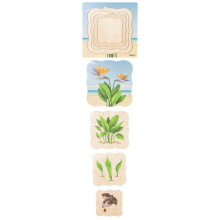 Growth puzzle paradise plant