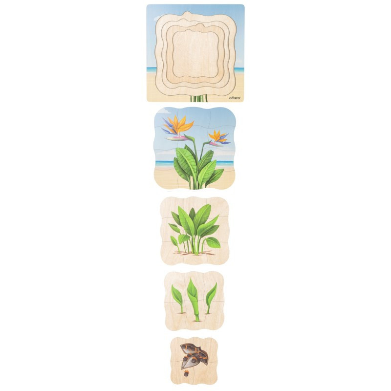 Growth puzzle paradise plant