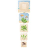 Growth puzzle paradise plant