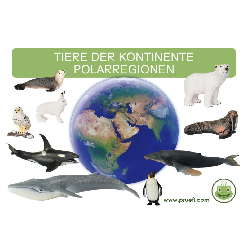 Kartei Tiere Polarregion