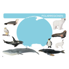 Card file animals polar region